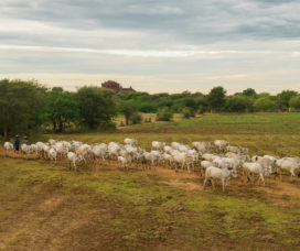 Guia de Trânsito de Animais auxilia na proteção do meio ambiente