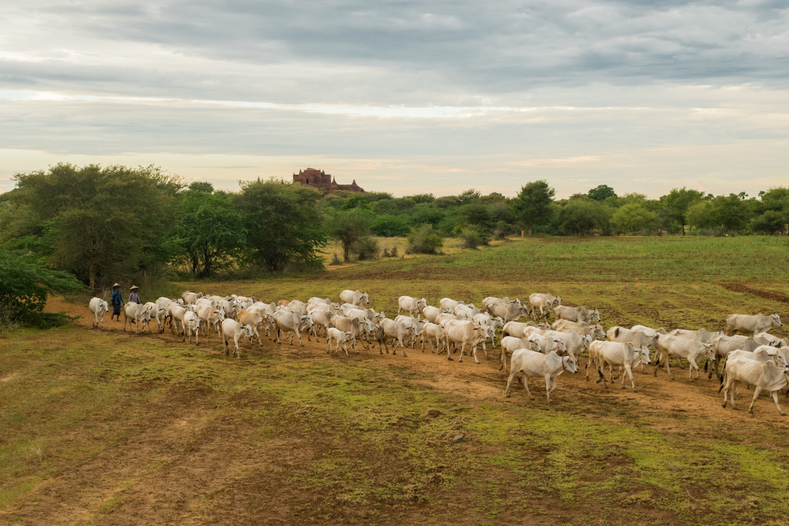 http://Guia%20de%20Trânsito%20de%20Animais%20auxilia%20na%20proteção%20do%20meio%20ambiente